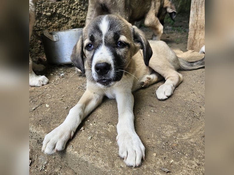 Mia-Melina, geb. ca. 02/2025, lebt in GRIECHENLAND, auf einer privaten Pflegestelle