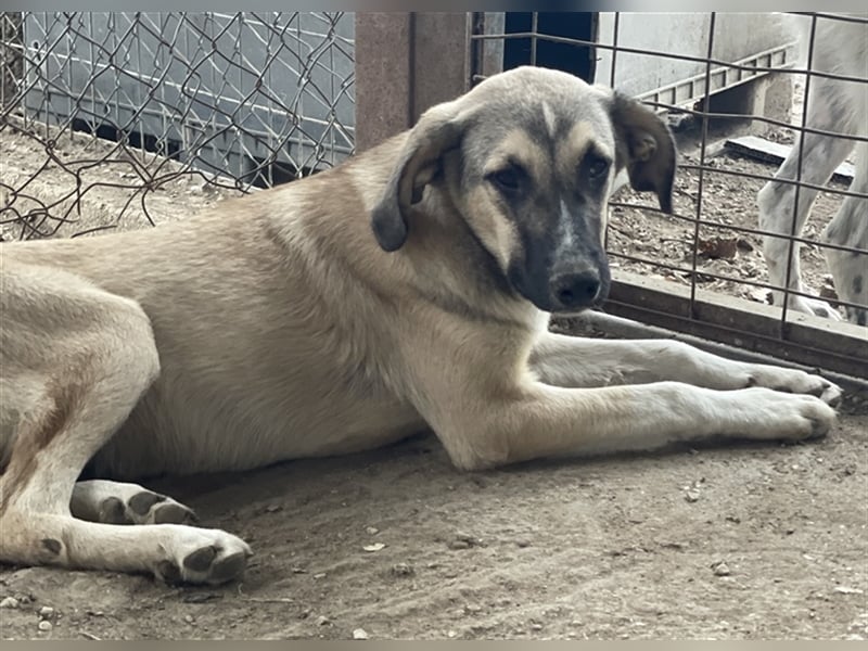 Peterchen, geb. ca. 03/2023, lebt in GRIECHENLAND, im städt. Tierheim Serres