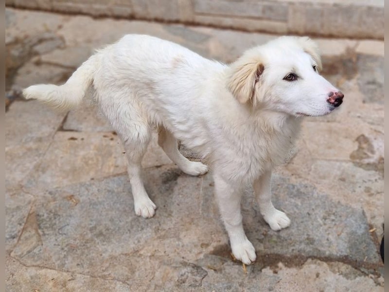 Frauke, geb. ca. 11/2023, lebt in GRIECHENLAND, auf einer privaten Pflegestelle