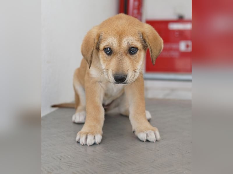 Krissy, geb. ca. 12/2025, lebt in GRIECHENLAND, auf einer privaten Pflegestelle