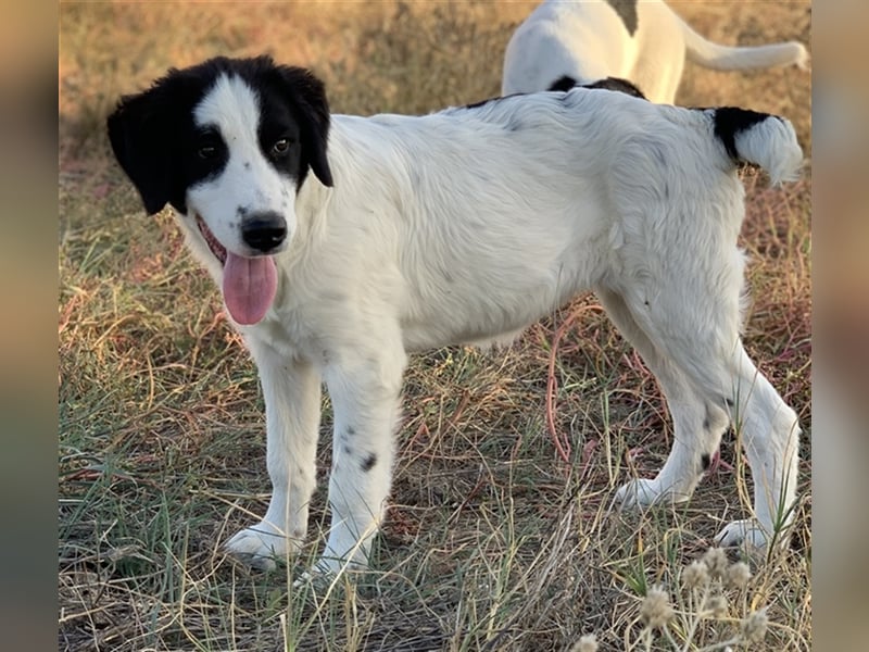 Umia, geb. ca. 05/2022, lebt in GRIECHENLAND, auf einer privaten Pflegestelle