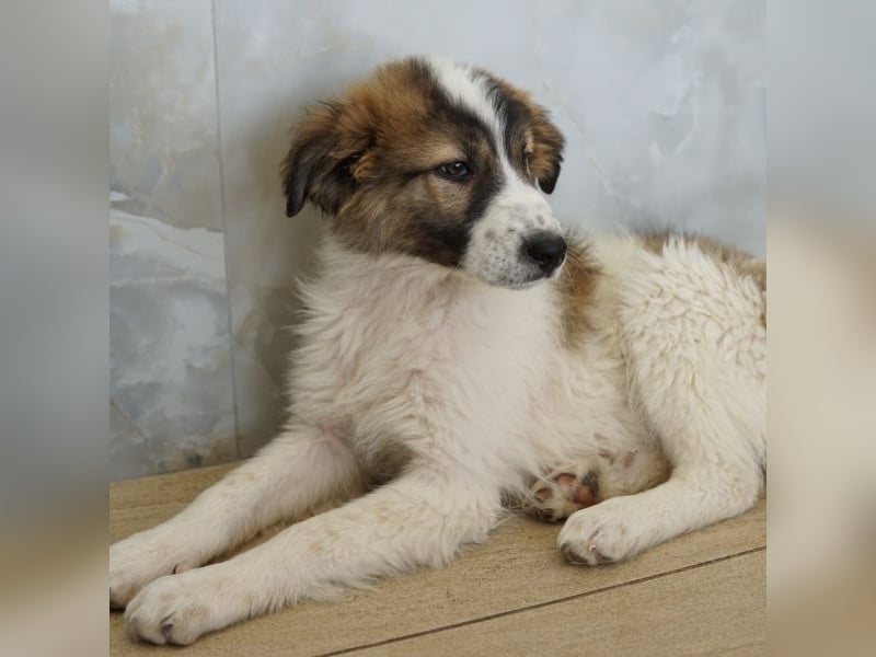 Vera, geb. ca. 12/2025, lebt in GRIECHENLAND, auf einer privaten Pflegestelle