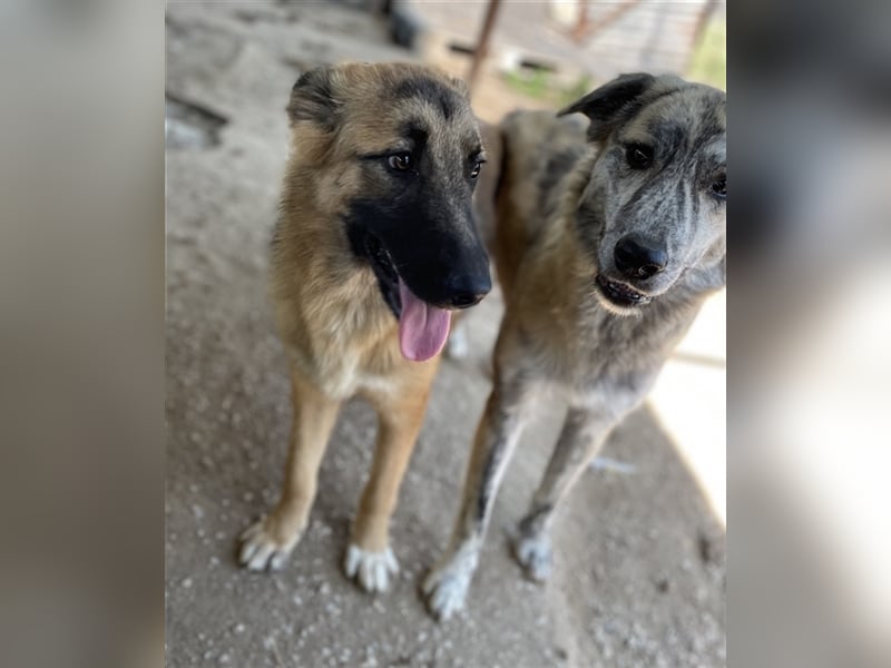 Thumper, geb. ca. 01/2022, lebt in GRIECHENLAND, im städt. Tierheim Serres