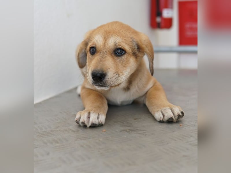 Krissy, geb. ca. 12/2025, lebt in GRIECHENLAND, auf einer privaten Pflegestelle