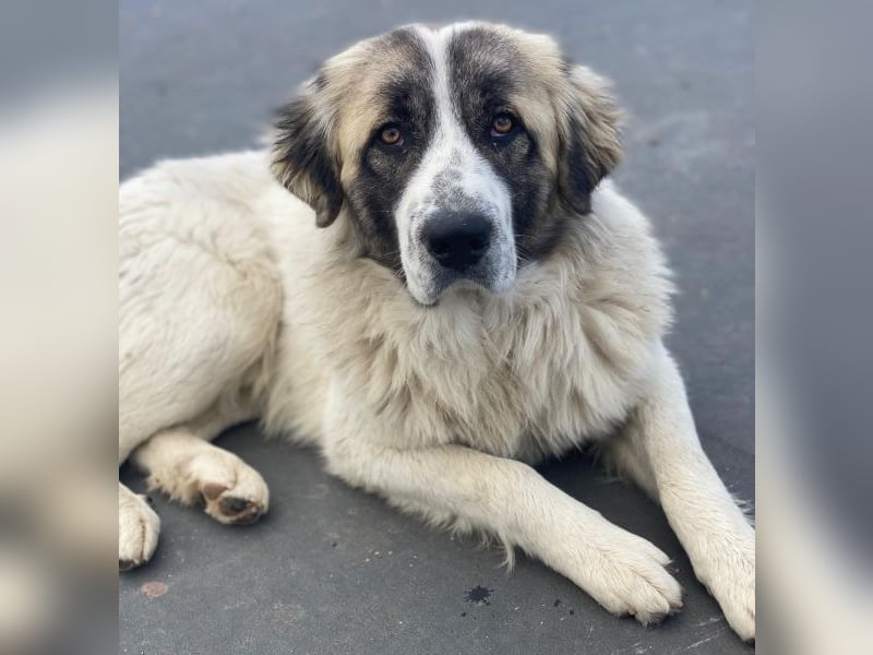 Chef, geb. ca. 07/2025, lebt in GRIECHENLAND, im städt. Tierheim Serres