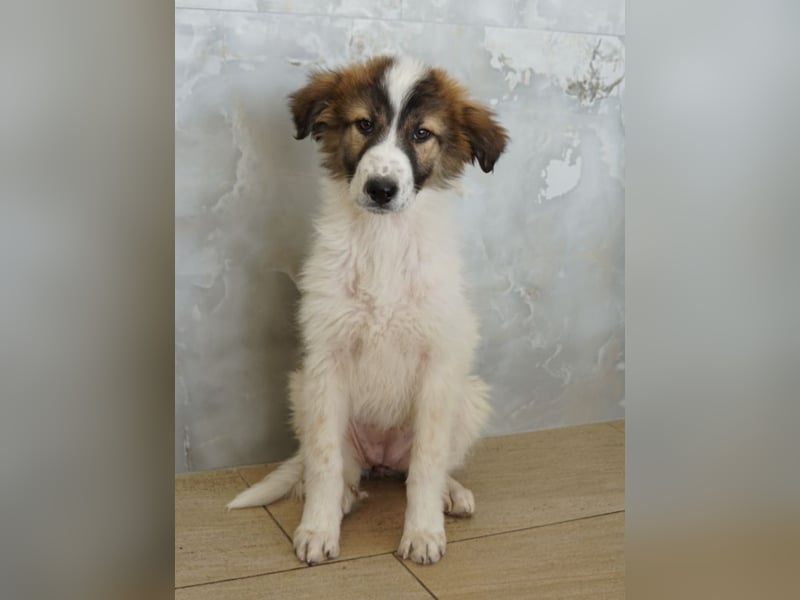 Vera, geb. ca. 12/2025, lebt in GRIECHENLAND, auf einer privaten Pflegestelle