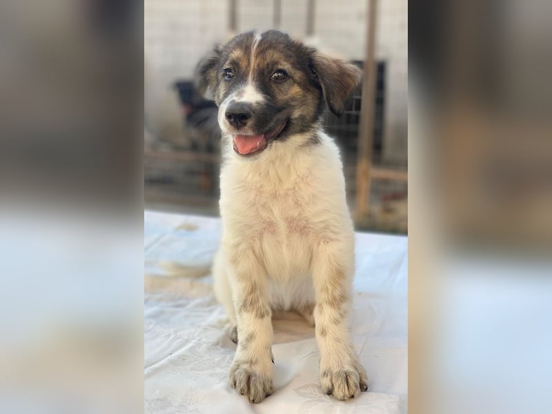 Ludmilla, geb. ca. 05/2025, lebt in GRIECHENLAND, im städt. Tierheim Serres