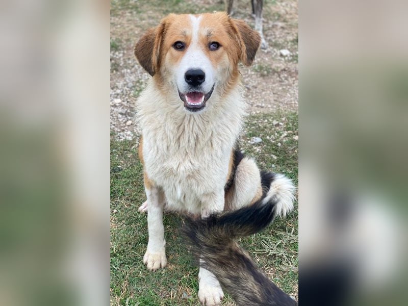 Carys, geb. ca. 10/2024, lebt in GRIECHENLAND, im städt. Tierheim Serres