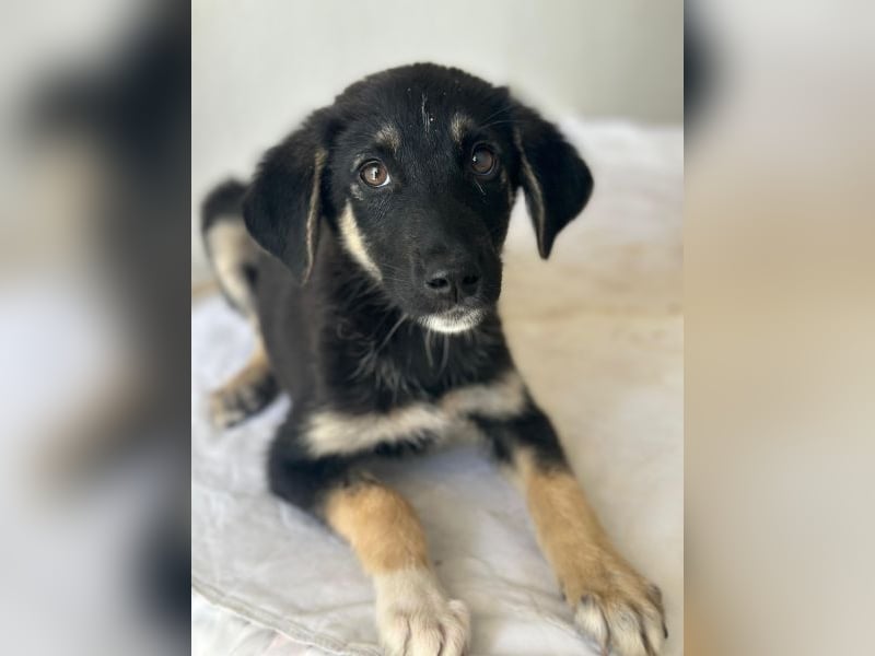 Elina, geb. ca. 03/2026, lebt in GRIECHENLAND, im städt. Tierheim Serres