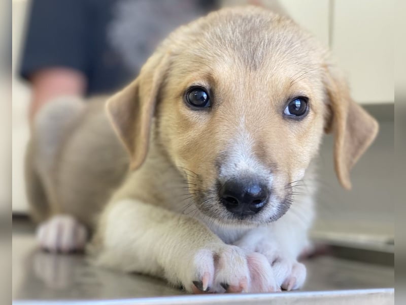 Padme, geb. ca. 04/2024, lebt in GRIECHENLAND, im städt. Tierheim Serres