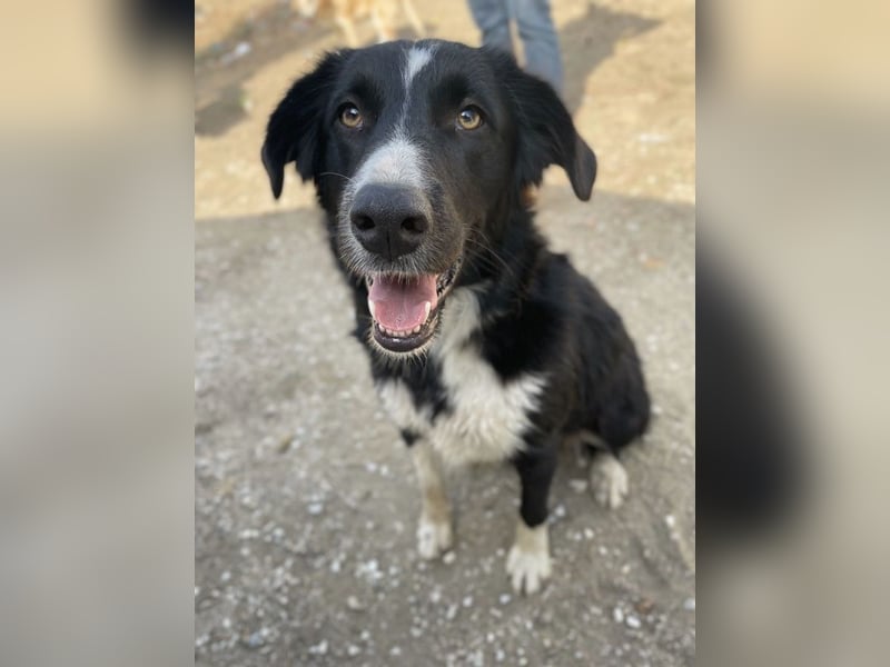 Meredith, geb. ca. 01/2022, lebt in GRIECHENLAND, auf einem Gelände, auf dem die Hunde notdürftig ve