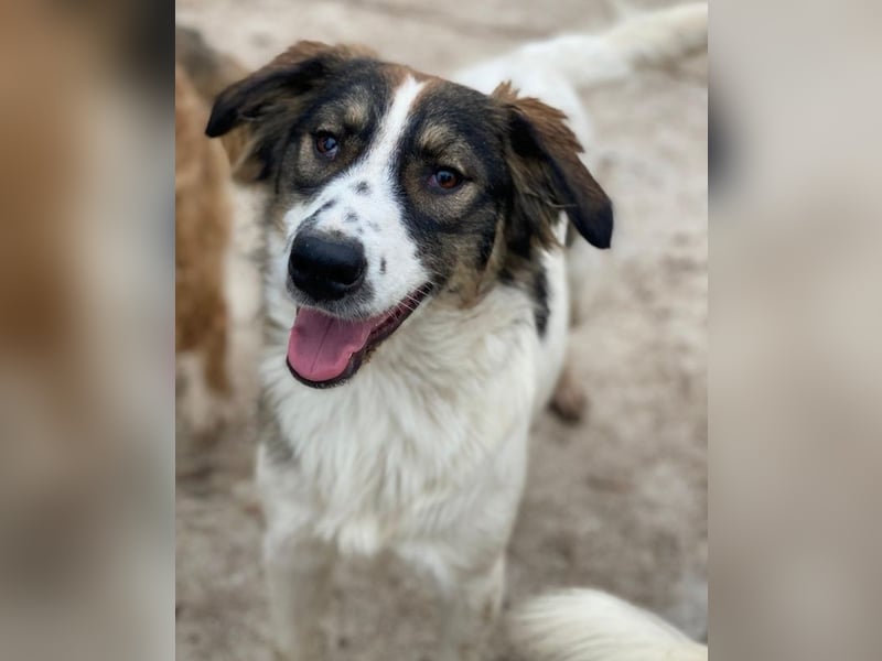 Resi, geb. ca. 10/2024, lebt in GRIECHENLAND, auf einer privaten Pflegestelle