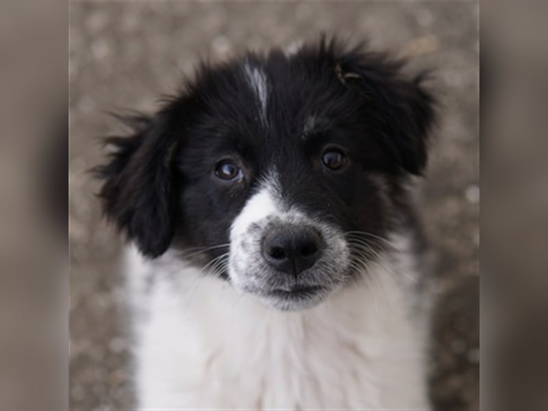 Lady, geb. ca. 12/2023, lebt in GRIECHENLAND, auf einem Gelände, auf dem die Hunde notdürftig versor