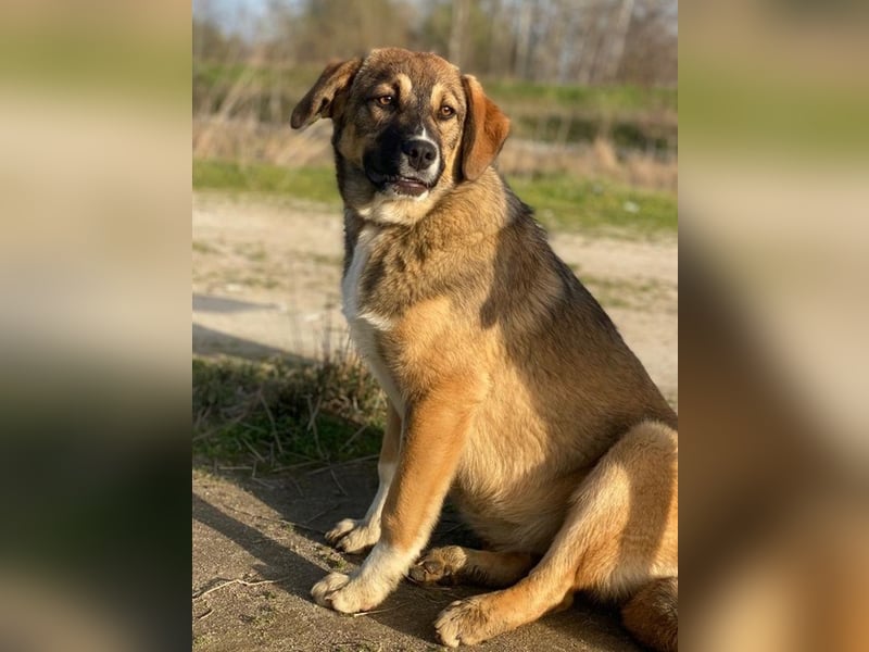 Hami, geb. ca. 09/2024, lebt in GRIECHENLAND, im städt. Tierheim Serres