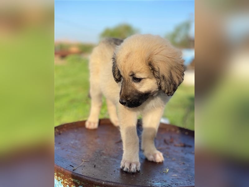 Hermine Granger, geb. ca. 12/2023, lebt in GRIECHENLAND, im städt. Tierheim Serres
