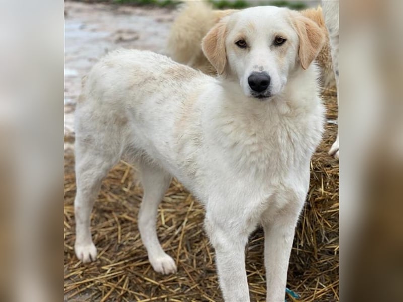 Nami, geb. ca. 12/2019, lebt in GRIECHENLAND, im städt. Tierheim Serres