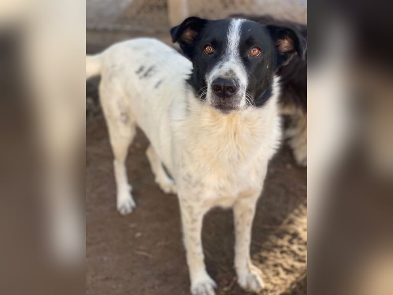 Merenda, geb. ca. 02/2023, lebt in GRIECHENLAND, im städt. Tierheim Serres