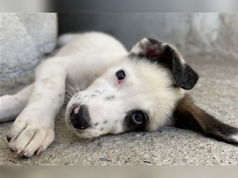 Benda, geb. ca. 06/2023, lebt in GRIECHENLAND, im städt. Tierheim Serres