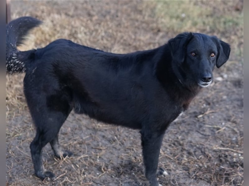 Swarzi, geb. 02/2018, lebt in GRIECHENLAND, im städt. Tierheim Serres