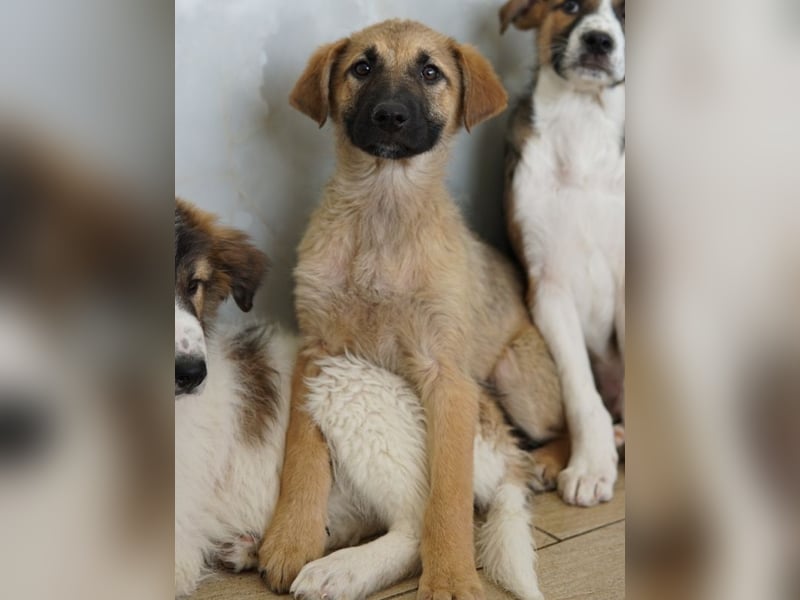 Anja, geb. ca. 12/2025, lebt in GRIECHENLAND, auf einer privaten Pflegestelle