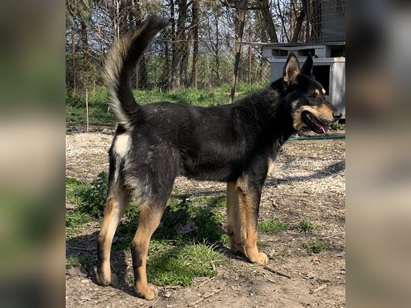 Niles, geb. ca. 05/2019, lebt in GRIECHENLAND, im städt. Tierheim Serres