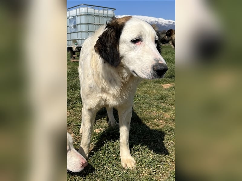 Lyra, geb. ca. 06/2021, lebt in GRIECHENLAND, auf einem Gelände, auf dem Hunde notdürftig versorgt w