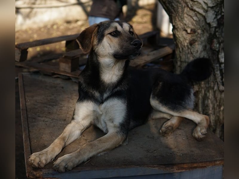 Chita, geb. ca. 05/2024, lebt in GRIECHENLAND, im städt. Tierheim Serres