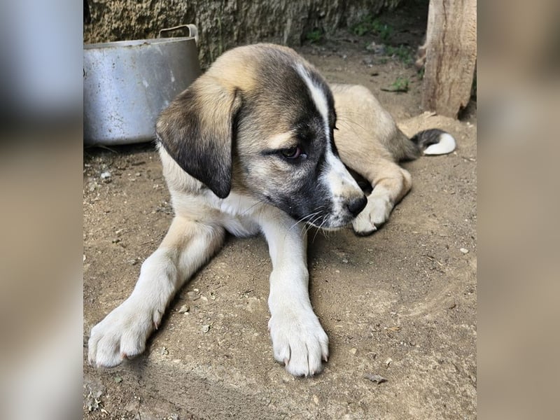 Mia-Melina, geb. ca. 02/2025, lebt in GRIECHENLAND, auf einer privaten Pflegestelle