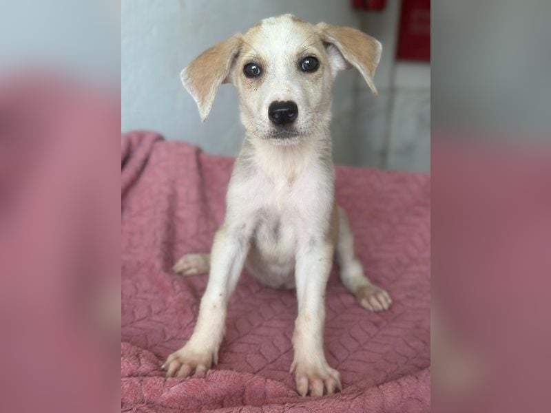 Ivy, geb. ca. 05/2026, lebt in GRIECHENLAND, im städt. Tierheim Serres