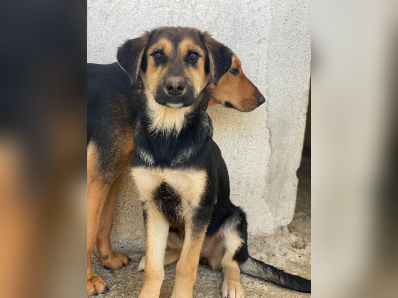 Elphaba, geb. ca. 07/2025, lebt in GRIECHENLAND, im städt. Tierheim Serres