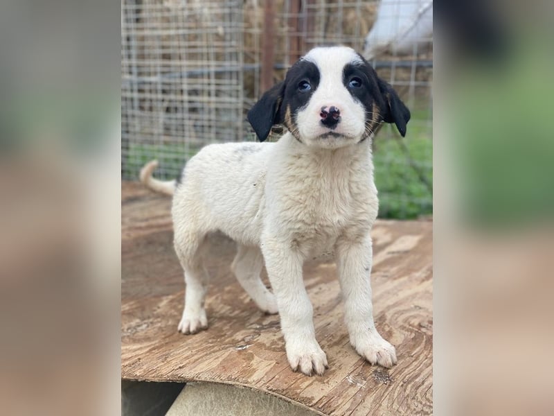 Hawaii, geb. ca. 11/2025, lebt in GRIECHENLAND, auf einer privaten Pflegestelle