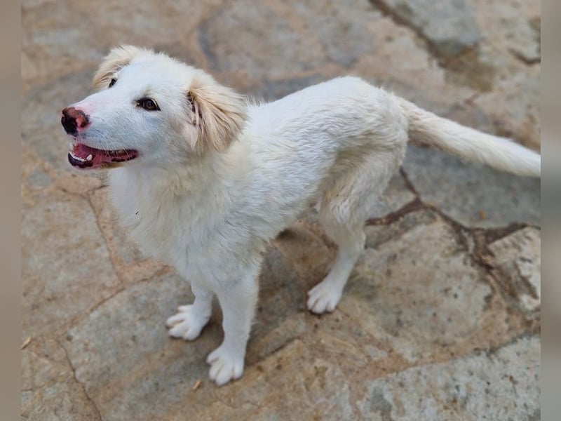 Frauke, geb. ca. 11/2023, lebt in GRIECHENLAND, auf einer privaten Pflegestelle