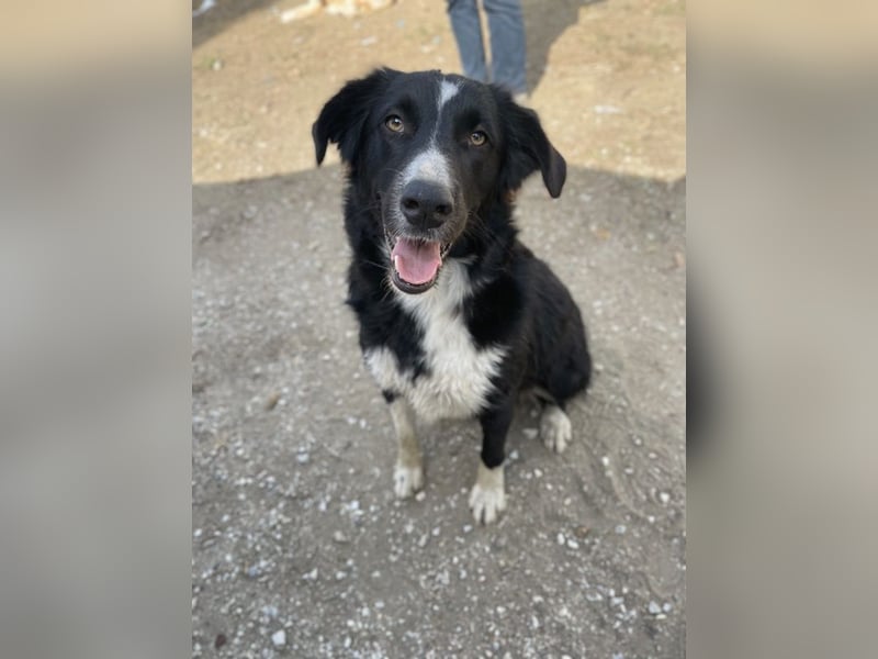 Meredith, geb. ca. 01/2022, lebt in GRIECHENLAND, auf einem Gelände, auf dem die Hunde notdürftig ve