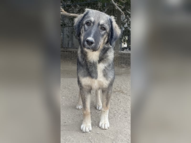 Karla, geb. ca. 03/2023, lebt in GRIECHENLAND, im städt. Tierheim Serres