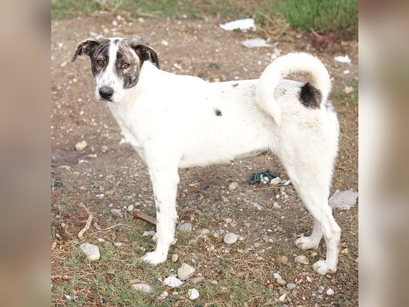 Mea, geb. ca. 11/2022, lebt in GRIECHENLAND, im städt. Tierheim Serres