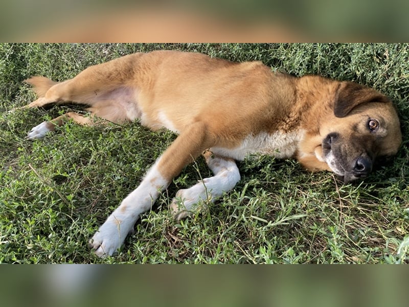 Maletto, geb. ca. 09/2018, lebt in GRIECHENLAND, im städt. Tierheim Serres