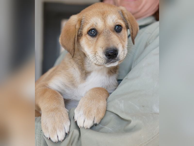 Krissy, geb. ca. 12/2025, lebt in GRIECHENLAND, auf einer privaten Pflegestelle