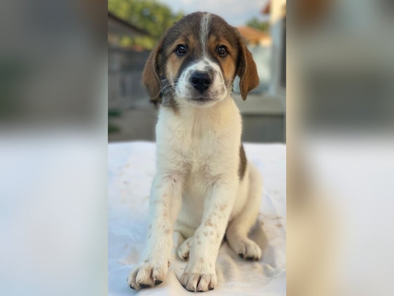 Trine, geb. ca. 05/2025, lebt in GRIECHENLAND, im städt. Tierheim Serres