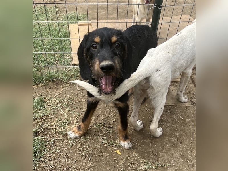 Bertha, geb. ca. 03/2023, lebt in GRIECHENLAND, im städt. Tierheim Serres