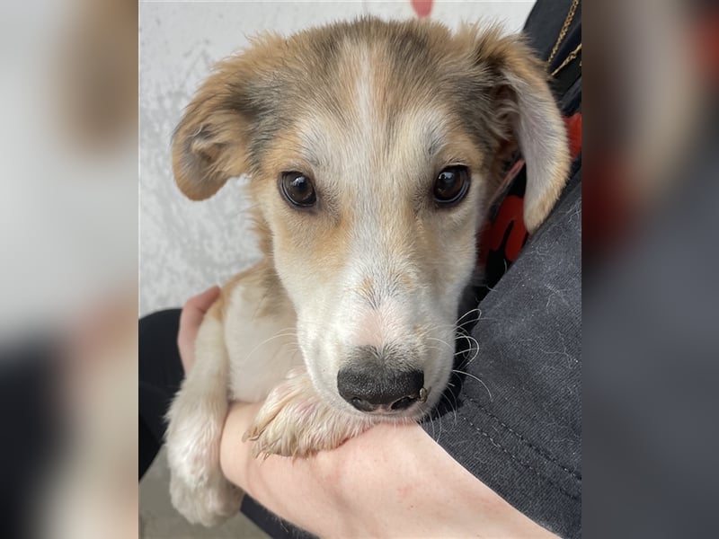 Fichte, geb. ca. 07/2023, lebt in GRIECHENLAND, im städt. Tierheim Serres