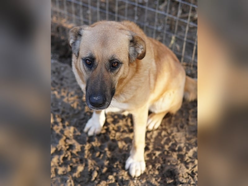 Wilhelmine Johanna, geb. ca. 10/2019, lebt in GRIECHENLAND, im städt. Tierheim Serres