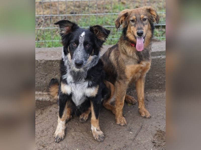 Talom, geb. ca. 03/2022, lebt in GRIECHENLAND, auf einer privaten Pflegestelle