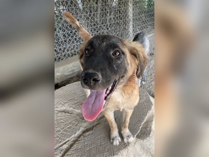 Lacasito, geb. ca. 01/2022, lebt in GRIECHENLAND, im städt. Tierheim Serres