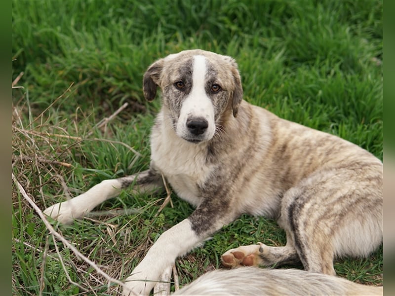Xabi, geb. ca. 07/2023, lebt in GRIECHENLAND, auf einem Gelände, auf dem die Hunde notdürftig versor