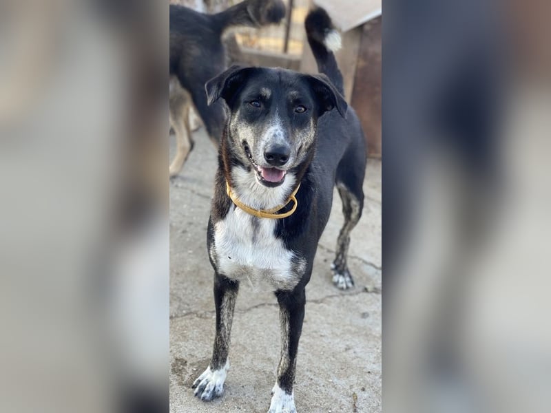 Mareen, geb. 12/2017, lebt in GRIECHENLAND, im städt. Tierheim Serres