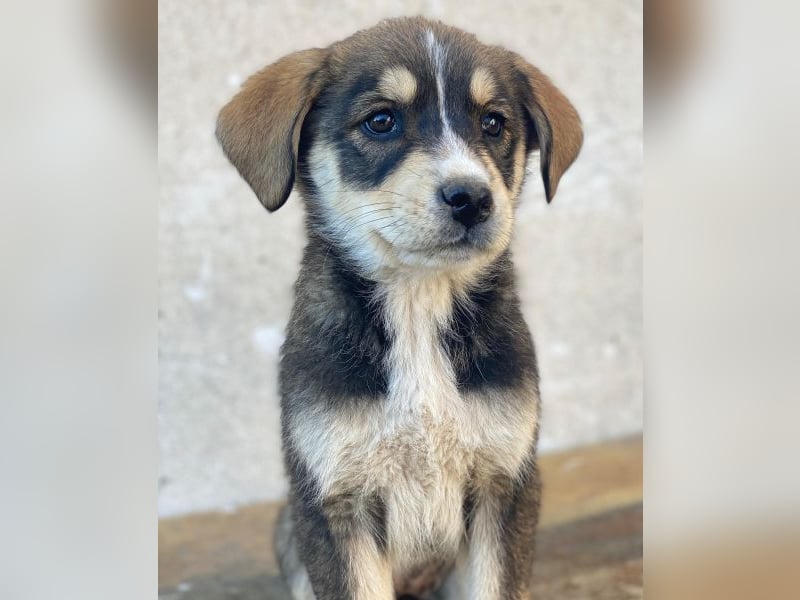 Sissy, geb. ca. 03/2026 , lebt in GRIECHENLAND, auf einer privaten Pflegestelle