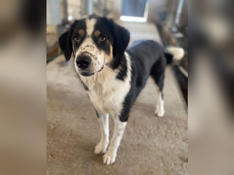 Xanda, geb. ca. 03/2023, lebt in GRIECHENLAND, im städt. Tierheim Serres