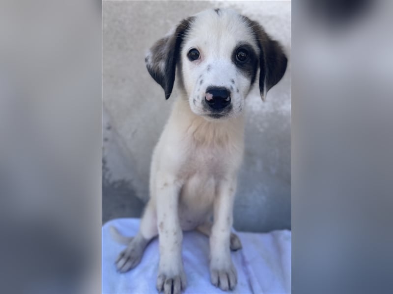 Benda, geb. ca. 06/2023, lebt in GRIECHENLAND, im städt. Tierheim Serres