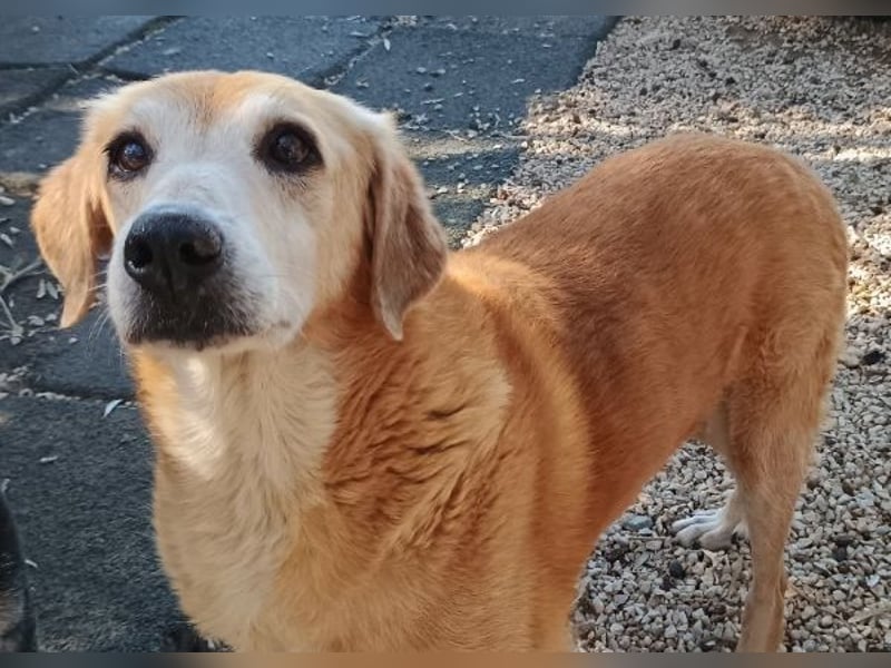 Flower, geb. ca. 06/2015, lebt in GRIECHENLAND, auf einer privaten Pflegestelle