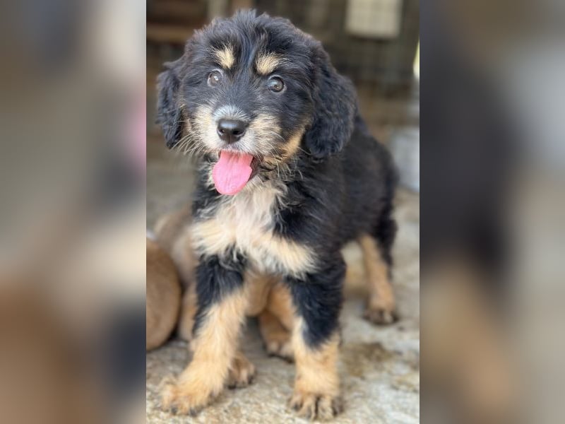 Ginger, geb. ca. 05/2026, lebt in GRIECHENLAND, im städt. Tierheim Serres